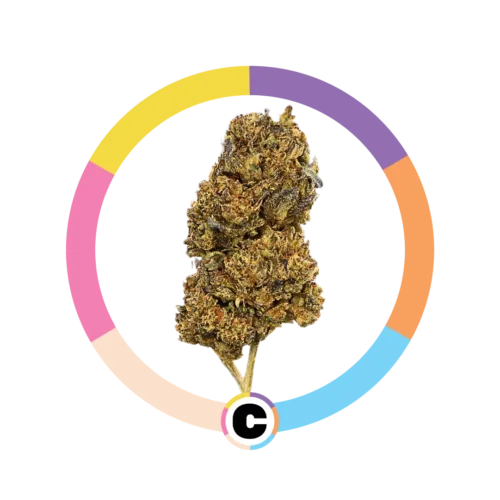 College Park | 28g