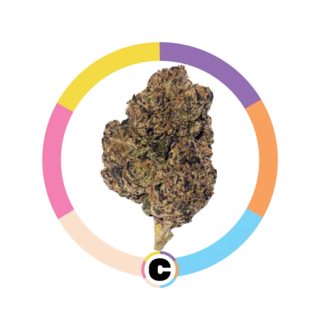King Louis | 14g