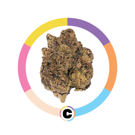 Black Cherry Gelato | 14g