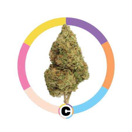 Rainbow Belts | 3.5g