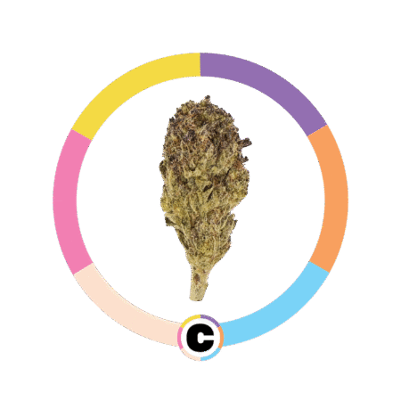 Purple Octane | 14g