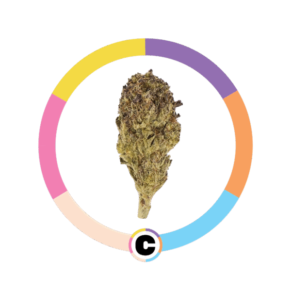 Purple Octane | 14g