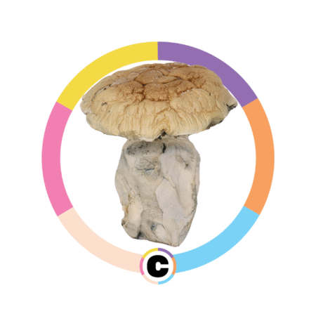 Albino Penis Envy | 3.5g